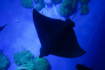 エイ　水族館 © こみこみ