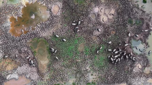 Aerial view of water buffalo herd on muddy wetland with pools and sparse vegetation.