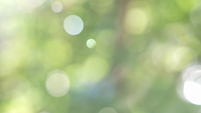 Abstract green bokeh background with soft sunlight shining through forest trees. Defocused natural light and blurred foliage create a peaceful spring nature backdrop, ideal for wellness, ecology and c