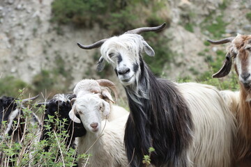 Fototapeta premium goats in the farm