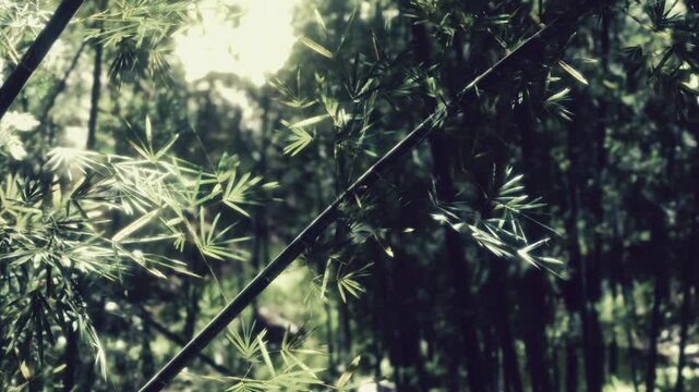 Sunlight filters through bamboo leaves in a dense forest. The tall bamboo creates a canopy, and light plays on the leaves. The scene captures nature and growth in a vibrant setting.