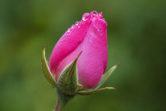Tightly closed pink rosebud with dewdrops, macro detail on green background.