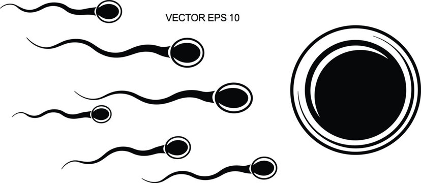 Human fertilization process vector illustration with black sperm cells swimming toward an egg ovum cell icon concept