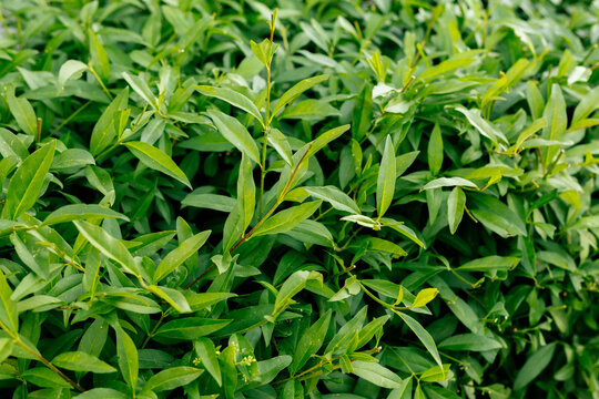 Green leafy shrub foliage background with fresh vibrant leaves in summer