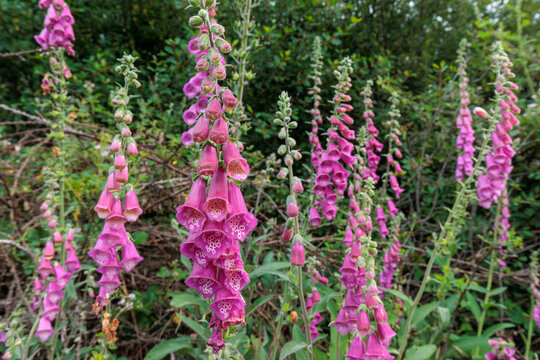 Digitalis purpurea. Digitalis or Foxglove plants with their inflorescences.