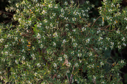 Daphne gnidium. Flax-leaved daphne, with white flowers.