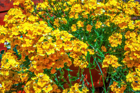 Nemesia Sunsatia Banana yellow flowers growing in pot on summer balcony