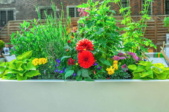 Different colorful flowers and plants growing in pot on summer town street