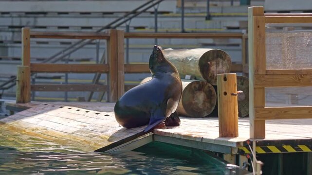 Californian sea lion gracefully diving into the water