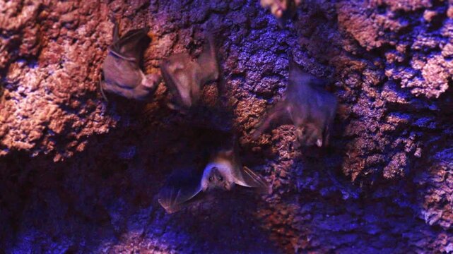 Colony of bats hanging upside down in a dark cave