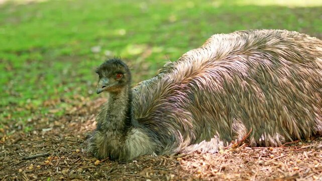 Australian emu bird resting on ground
