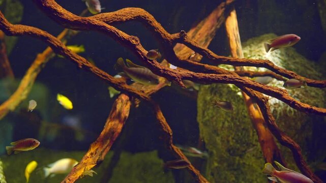 African cichlid fish swimming in aquarium