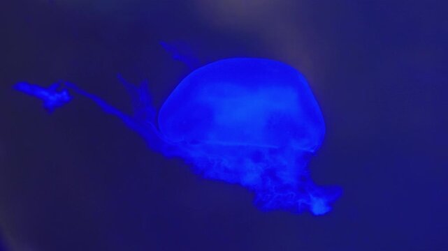 Luminous blue jellyfish swimming in deep water