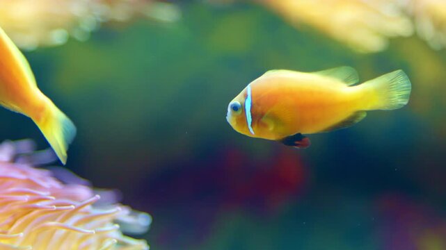 Solitary orange skunk clownfish swimming peacefully