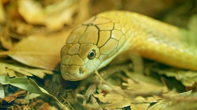 Golden king cobra flicking its forked tongue