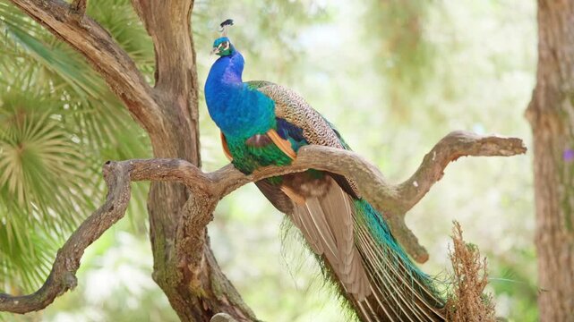 Beautiful male peacock bird perching on a tree branch