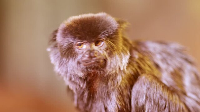 Goeldi's marmoset looking around curiously