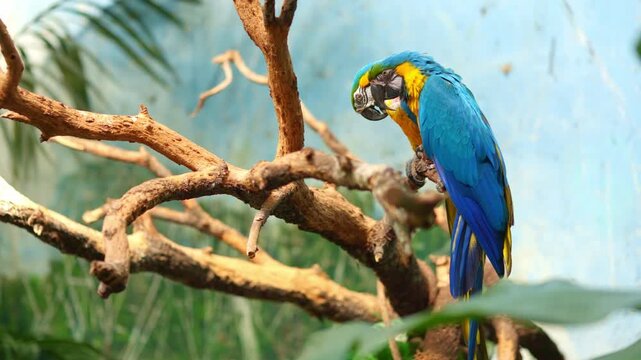 Two blue and yellow macaws perching on a tree branch