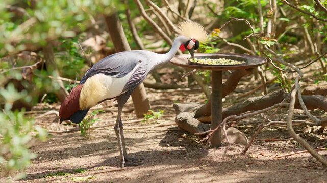Grey crowned crane eating seeds from a bird feeder