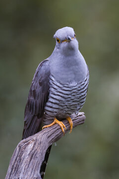 wildlife photograph capturing an adult Common Cuckoo, Cuculus canorus. The bird is facing forward with its head subtly tilted, making direct eye contact with the camera