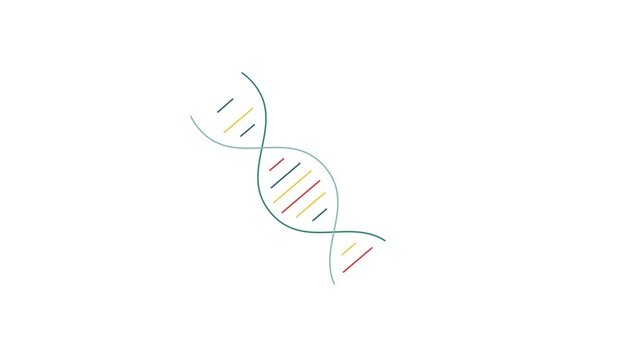 Flat vector genetics animation showing a spinning colorful DNA double helix structure loop