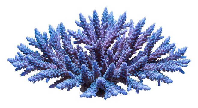 Blue Branching Coral Colony Isolated on transparent Background