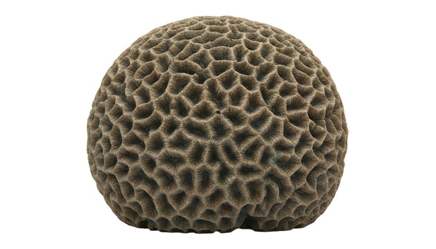Brown Boulder Coral Isolated on transparent Background PNG 