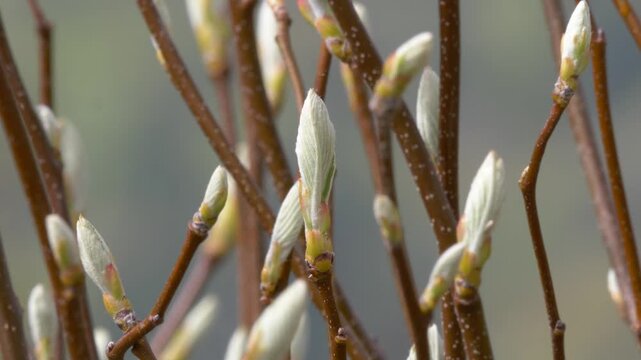 Soft developing willow buds on branches in Early Spring, Closeup