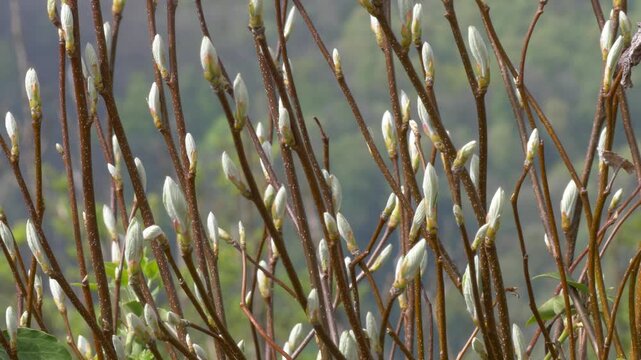 Soft developing willow buds on branches in Early Spring