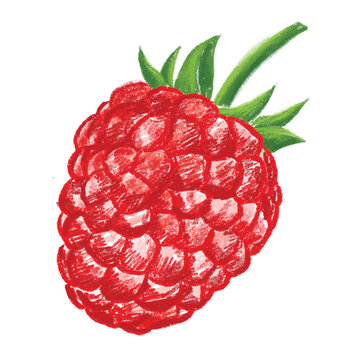 Hand Drawn Raspberry on Transparent Background