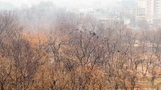 Autumn winter season picturesque snowfall and cloudy sky with orange foliage of dry trees in urban landscape and blackbirds migration in cold seasonal transition in scenic quiet peaceful minimal park