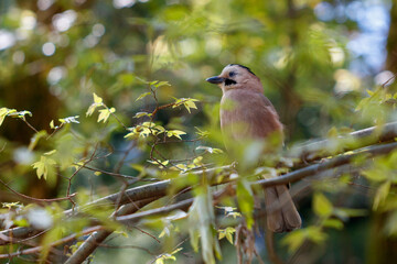 Fototapeta premium Bird perches calmly on tangled tree branches
