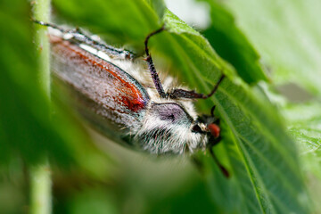 Fototapeta premium Close-up of a beetle on green leaf