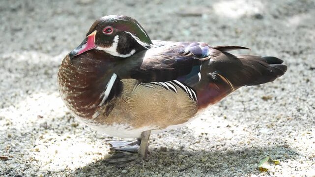 Colorful male duck standing on sandy ground with detailed feather pattern