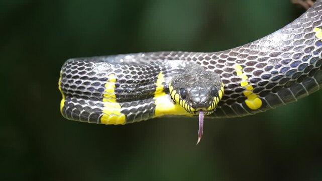 Close up of black snake with yellow markings and forked tongue in nature