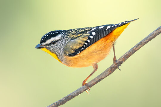A wild male spotted pardalote (Pardalotus punctatus) perched on a branch with blurred background, Victoria, Australia