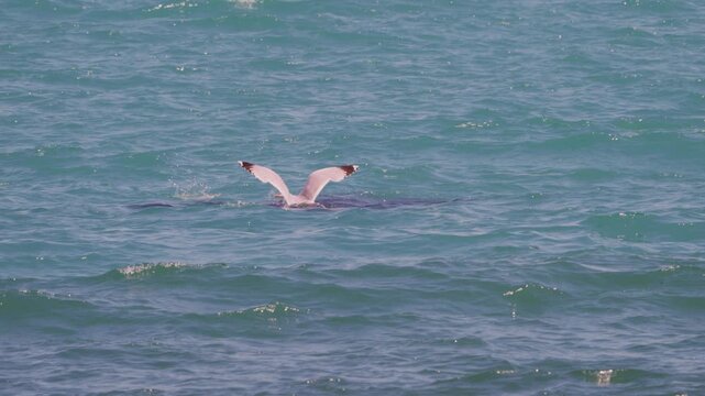 Seagull diving to catch a fish from a bait ball at sea, feeding strike, slow motion, Black Sea Bulgaria