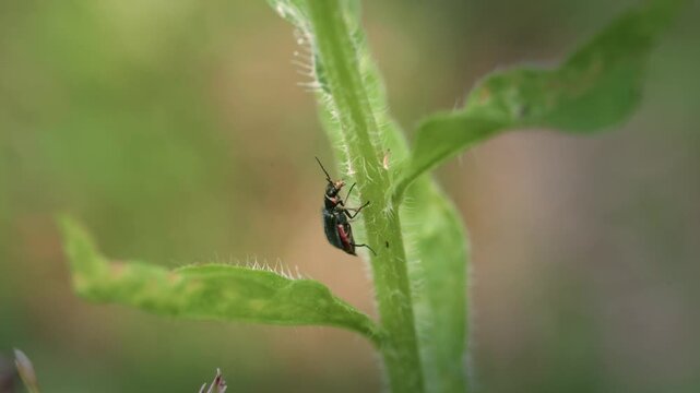 Small true bug climbing a hairy plant stem in slow motion, macro insect on backlit foliage, Bulgaria