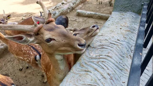 European Fallow Deer Eating Carrots And Apples In A Zoo