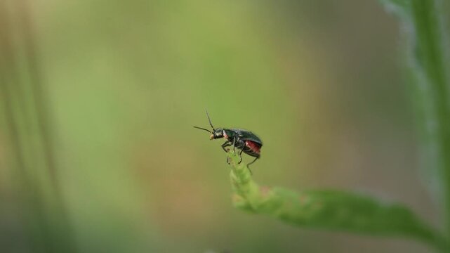 Small true bug looking left and right on a leaf tip in slow motion, funny quirky insect moment, Bulgaria