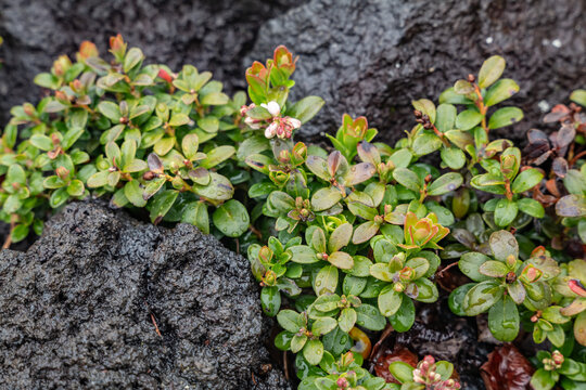 Vaccinium vitis-idaea is a small evergreen shrub in the heath family, Ericaceae. Basalt, Sakurasawa Lava. Mount Hoei to Hoei Sanso 6th Station. Mount Fuji ( stratovolcano ), Shizuoka Prefecture, Japan