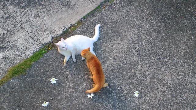 White and orange cats fighting aggressively in dramatic outdoor scene Thailand.