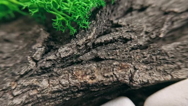 Panoramic panning shot of white stones and tree bark with a macro close-up