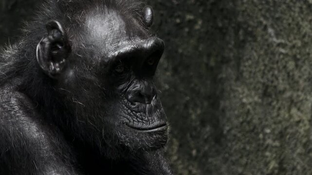 close up of a female chimpanzee's face, looking up, her facial expression looks sad, her eyes look pleading, rocks in the background
