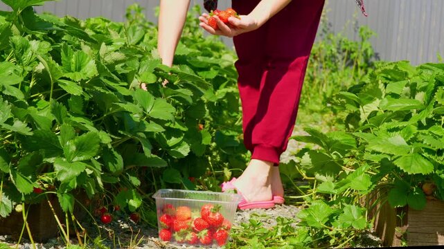 Farmer woman picks red juicy strawberries. Woman hands put ripe berries in box on strawberry field. Growing Natural Clean and Organic Food.