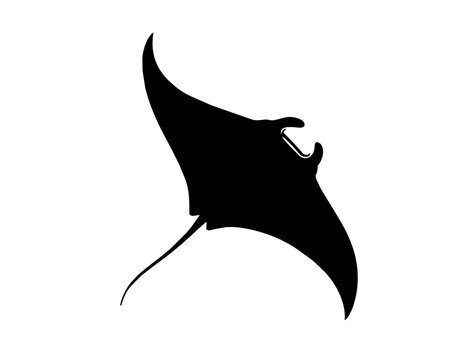 Swimming manta ray silhouette vector illustration
