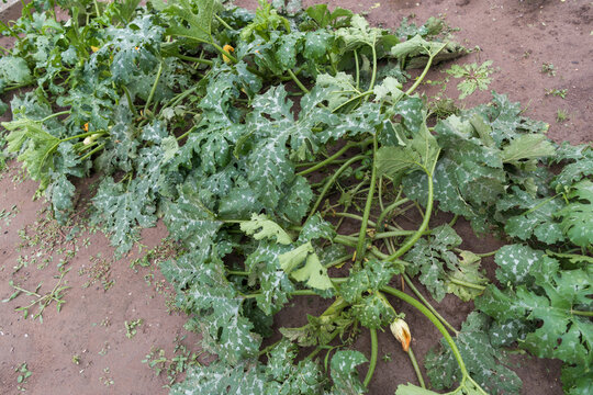 Zucchini Plants Damaged by Hail in a Home Vegetable Garden