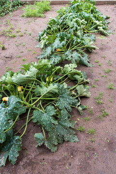 Hail-Damaged Zucchini Plants with Torn Leaves and Blossoms
