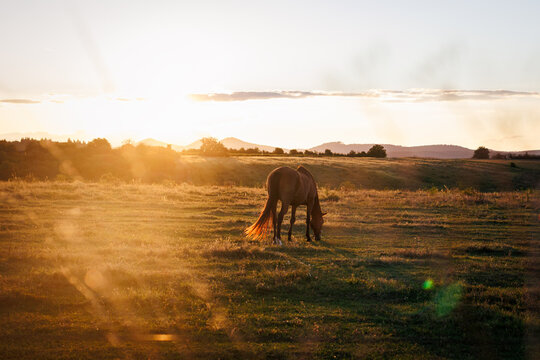 Horse grazing grass on pasture during summer sunset. Rural scenery and tranquility landscape