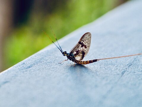 Mayfly (Ephemera sp.) resting on a wooden surface in the Czech Republic